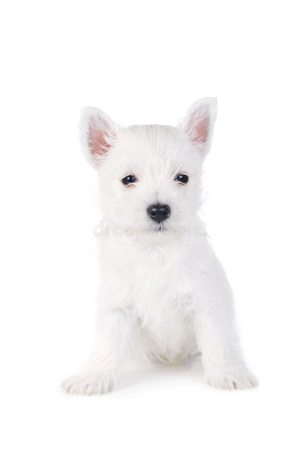 54,061 Cute Backgrounds Photos Free & RoyaltyFree Stock Photos from