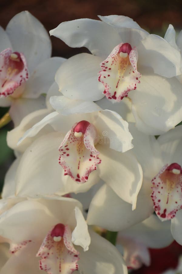 White Cymbidium orchid stock image. Image of detail - 106176031
