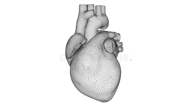 White 3D wireframe hartslag Polygon Menselijk hart op witte achtergrond