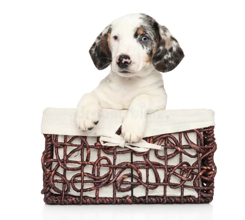 White Dachshund puppy in wicker basket stock photo White Dachshund puppy in wicker basket stock photo
