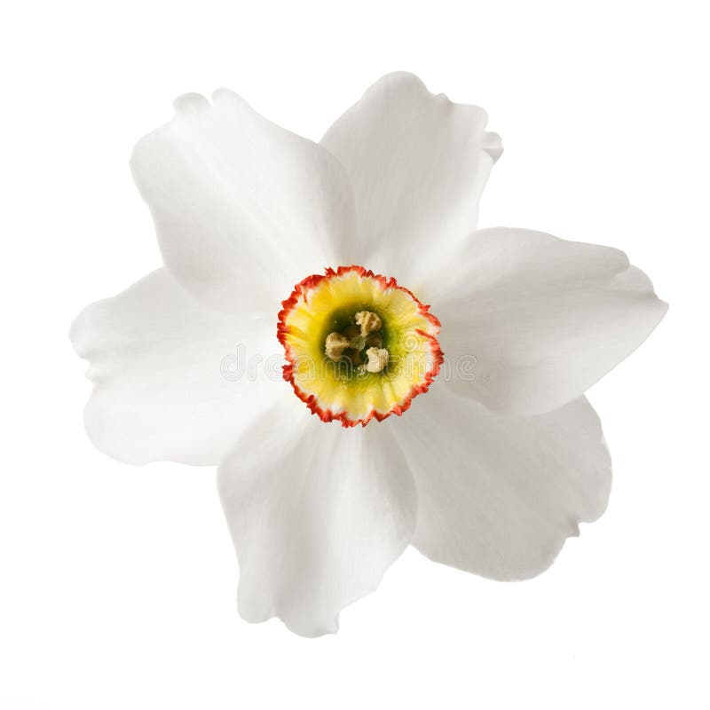 Single Flower of a Daffodil Cultivar Stock Photo - Image of flower ...