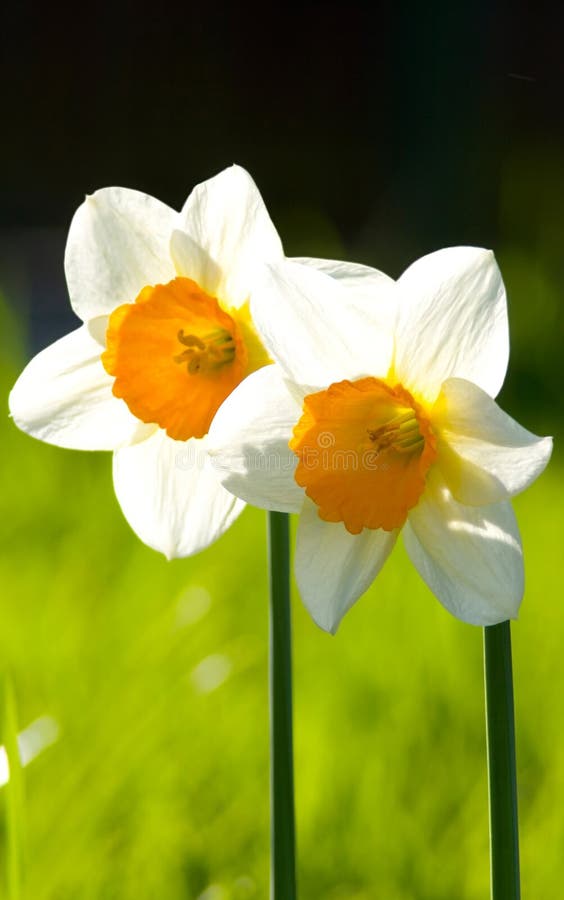 White Daffodil in a Flower Bed. White Daffodils with a Yellow Core. a ...