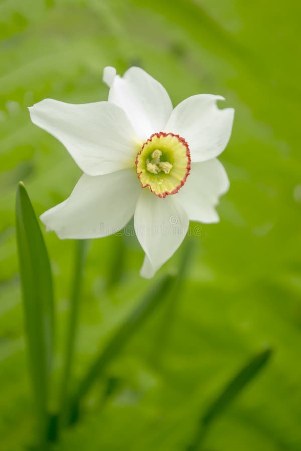 White Daffodil in a Flower Bed. White Daffodils with a Yellow Core. a