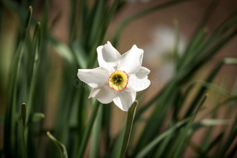 White daffodil flower stock image. Image of season, floral 92035997