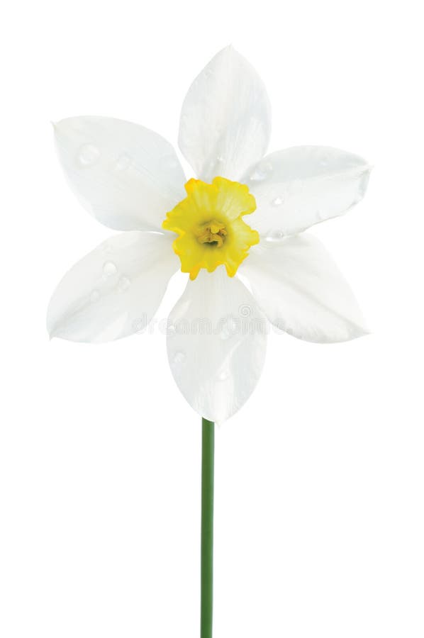 White daffodil narcissus L. blooming flower, yellow amaryllis