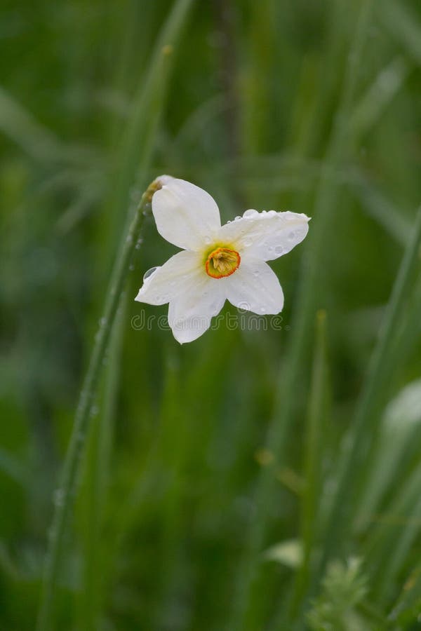 White daffodil in the rain closeup stock photos