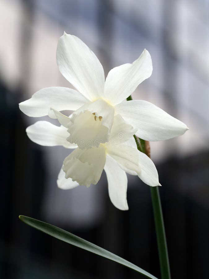 White daffodils