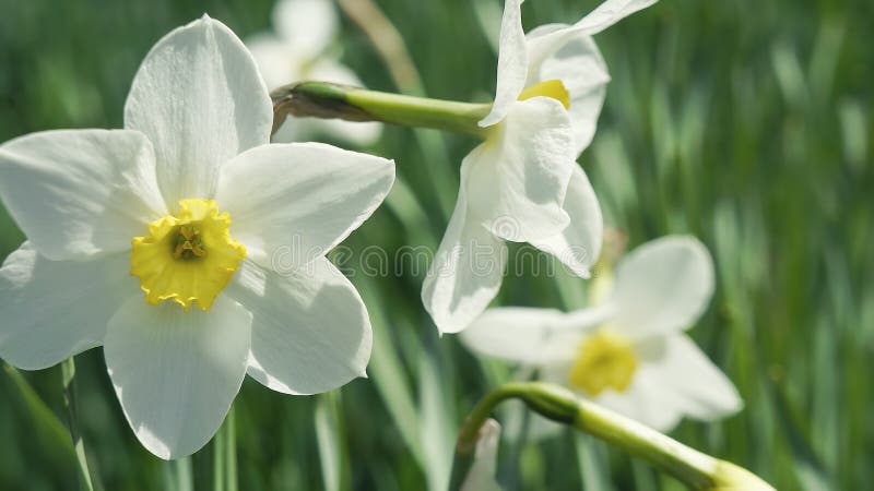 White daffodils on a background of green grass. Close-up, macro.