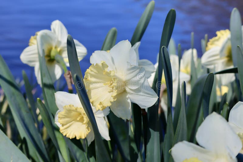 White daffodils close up stock photo. Image of outdoor 246399894