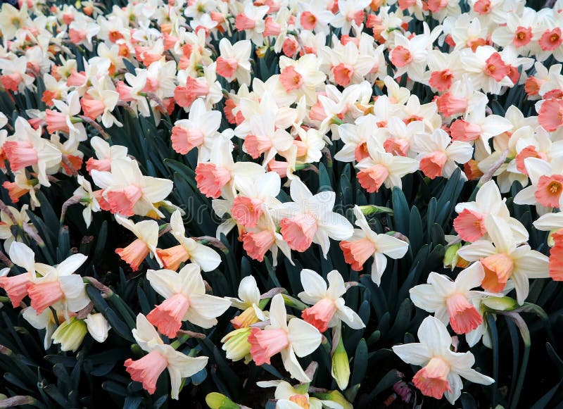 White daffodils in spring