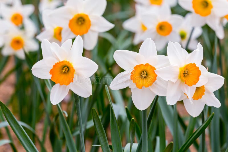 White Daffodils Flowers with Green Leaves Blooming in Springtime Stock