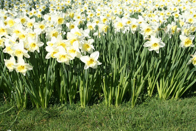 White daffodils in spring