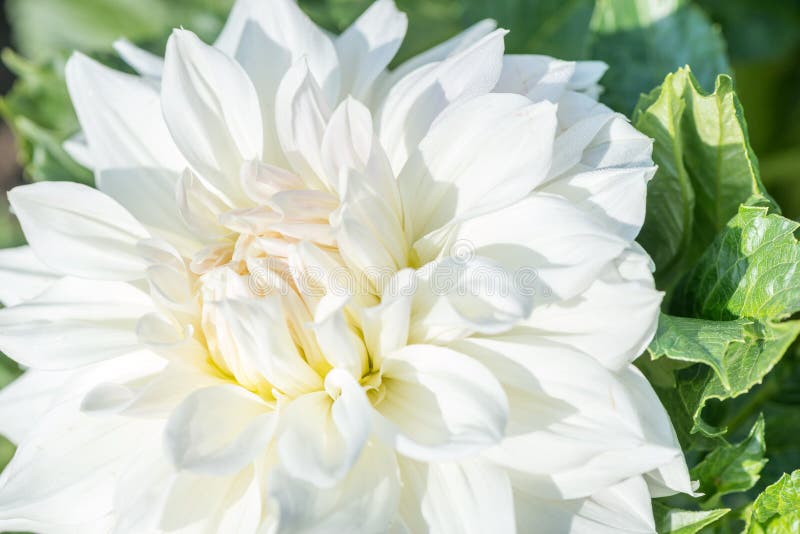White dahlia stock photo. Image of bright, garden, dahlias 59495778