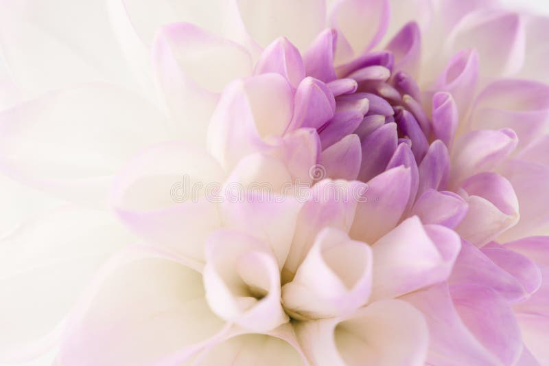 White dahlia close-up