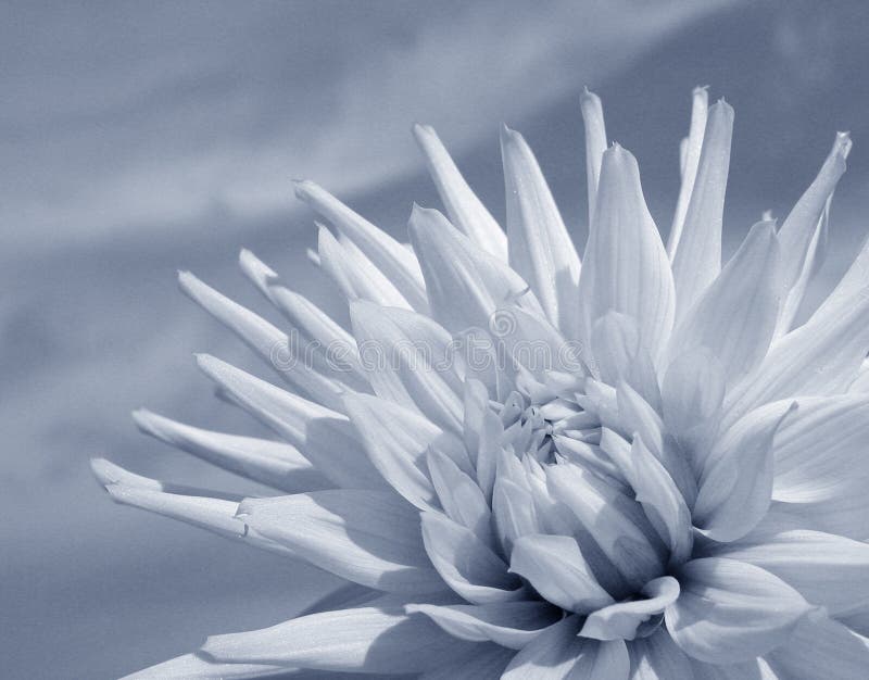 White Dahlia (duotone) stock image White Dahlia (duotone) stock image