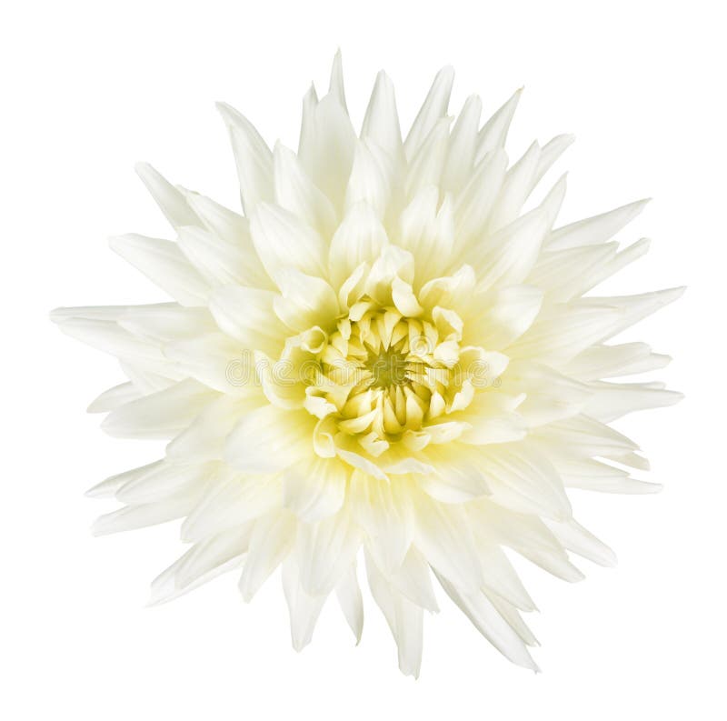 37,679 White Dahlia Stock Photos Free & RoyaltyFree Stock Photos