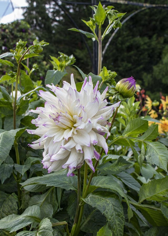 White Dahlia. stock images White Dahlia. stock images