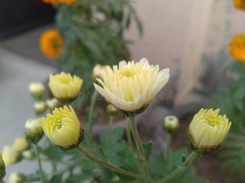 White Dahlia Flower Closeup Stock Photo Image of plant, wildflower