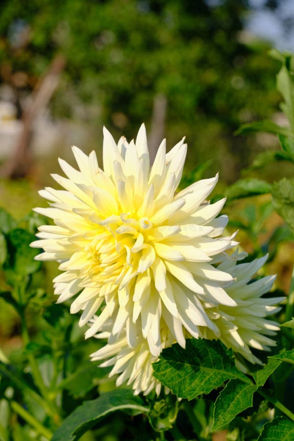 White Dahlia Flower Growing on Dacha Plot on Bright Sunny Day Stock