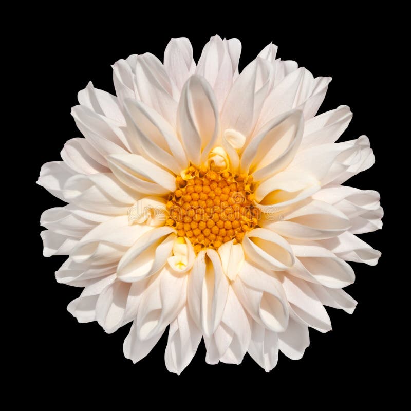 White Dahlia Flower With Yellow Center Isolated Stock Image - Image of