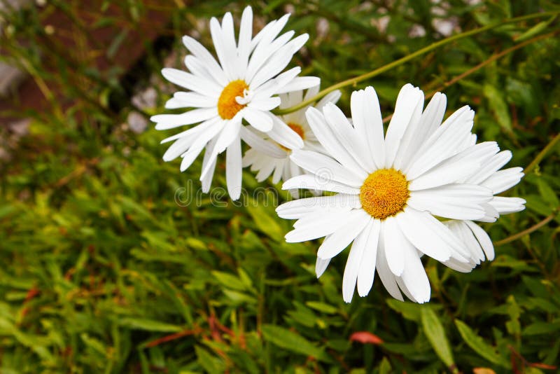 White daisies stock image. Image of gift, landscape, blooming 15578089