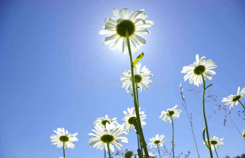 White daisies