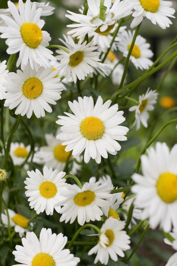 Daisies stock image. Image of garden, grass, background 2647203