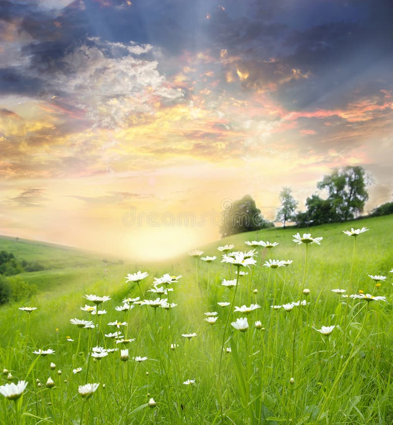 White daisies