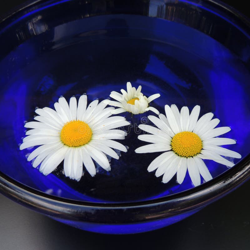 White Daisies In A Blue Vase Of Glass On A Black Background Stock Image