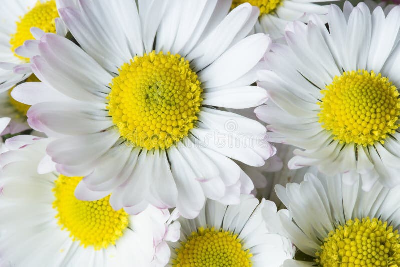 White daisies stock photo. Image of proof, plant, wedding 18690080