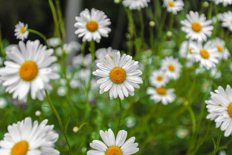 White Daisies Closeup Outdoors Stock Image Image of closeup, daisies