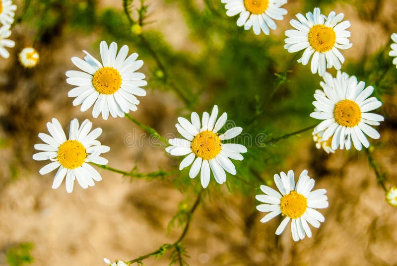White daisies on dry soil stock image. Image of leaf 53136559