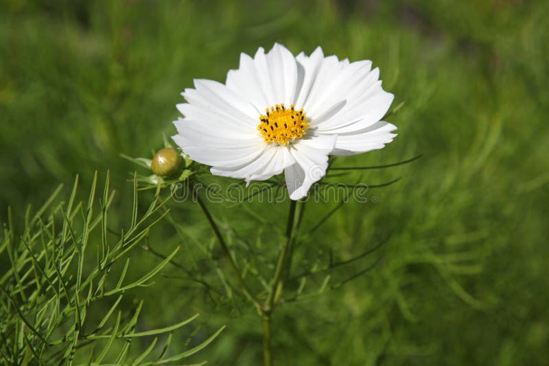 White daisies in field stock image. Image of bloom, idyllic 73533329