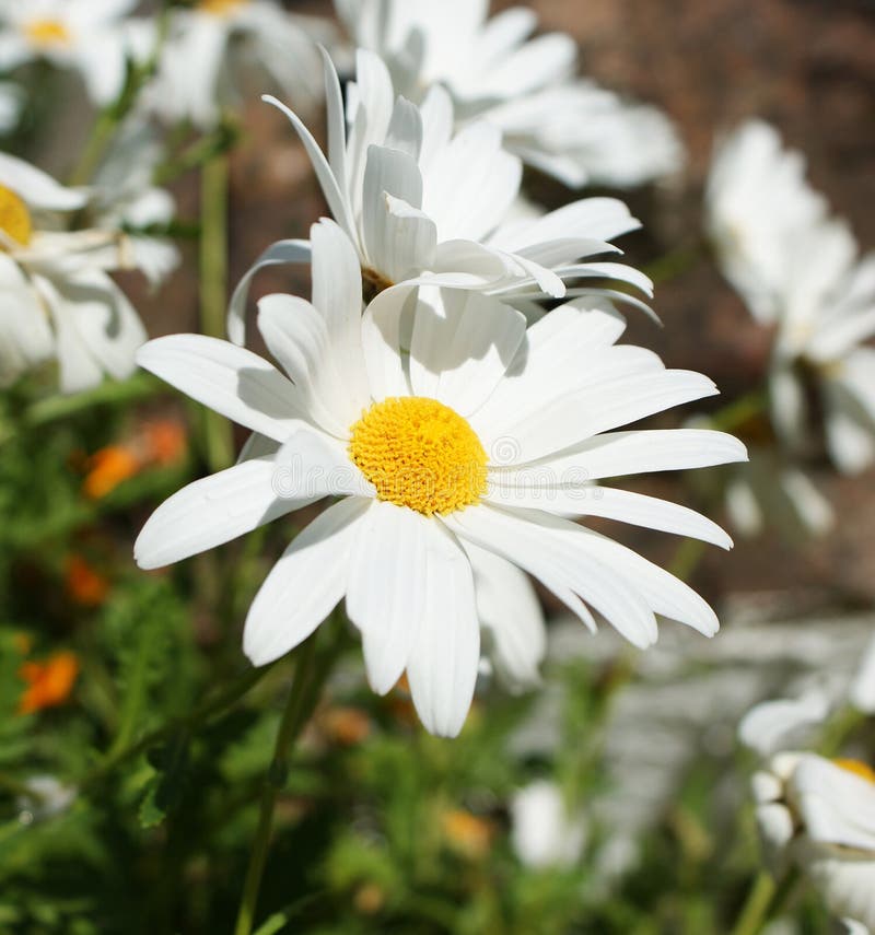 Daisies in a Garden stock photo. Image of summer, diasy 74326538