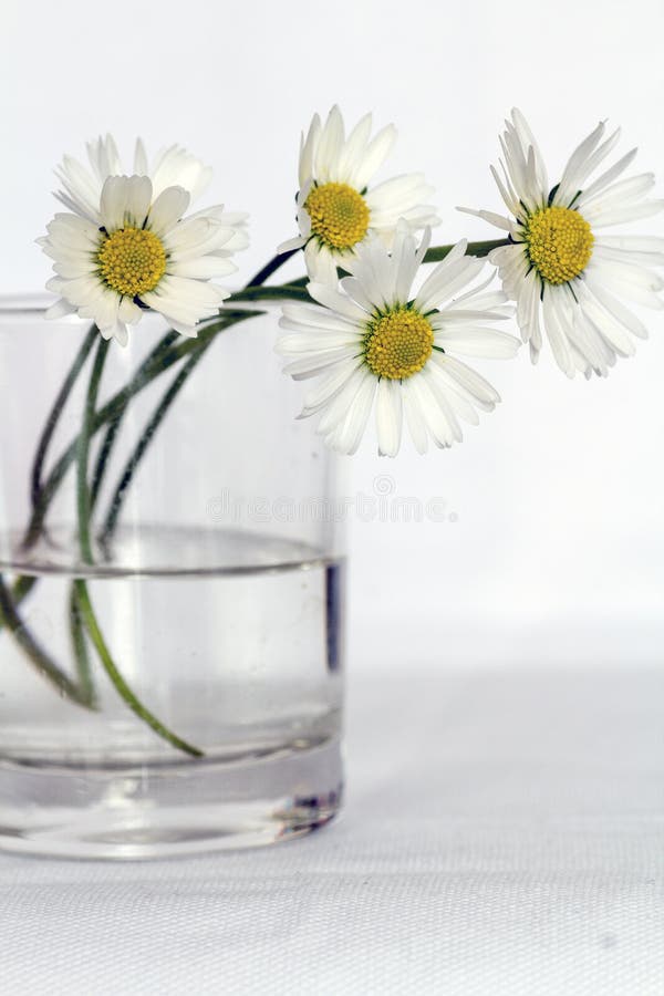 White Daisies In Glass Vase Picture. Image 82961568