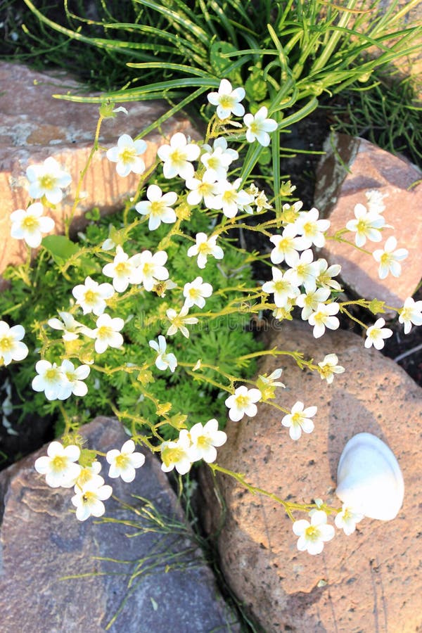 White daisies growing stock image. Image of white, object 83734865