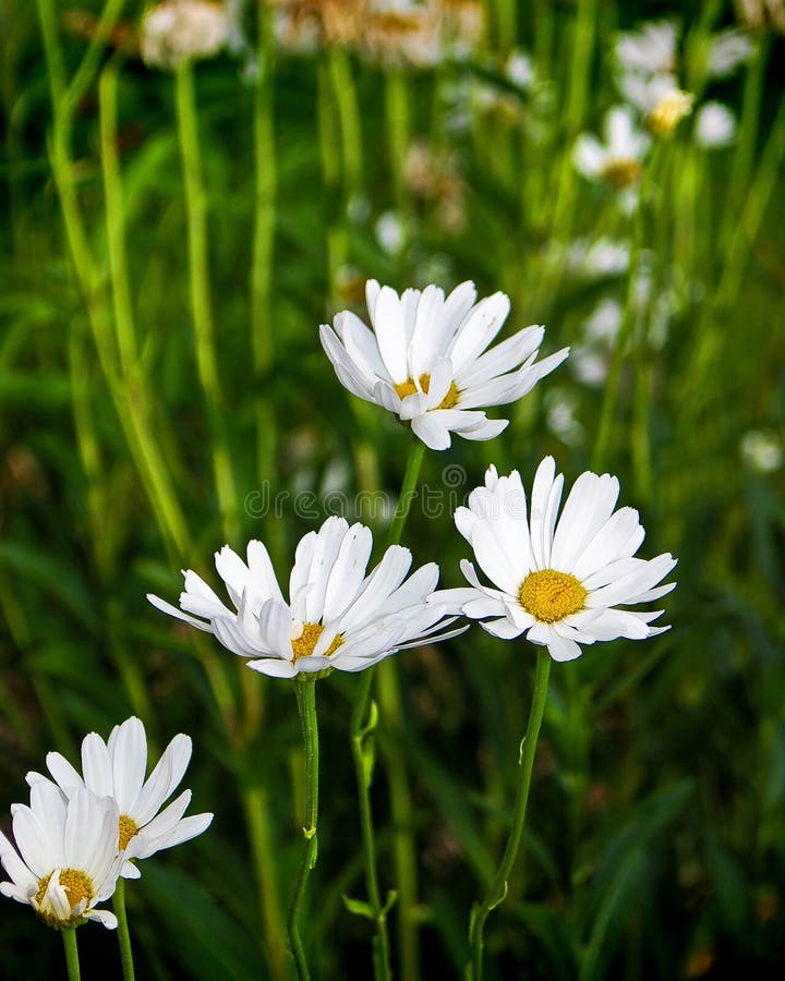 Withered daisy crown. stock photo. Image of yesterday 190902402