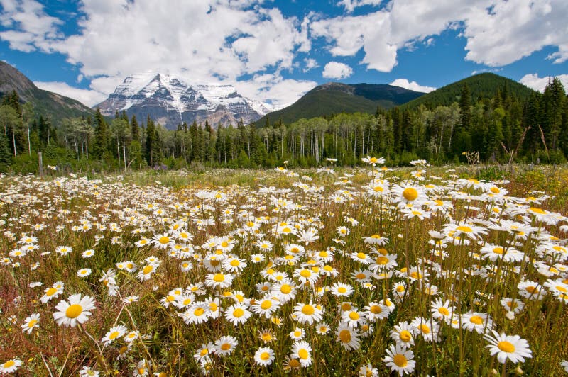 White daisies and Mount Robson stock photo