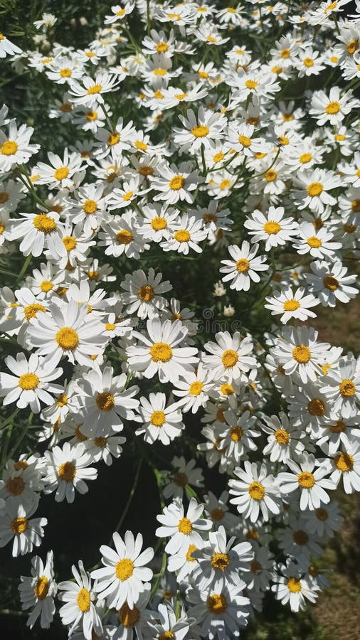 White daisies in the sun stock image. Image of grass 191278383