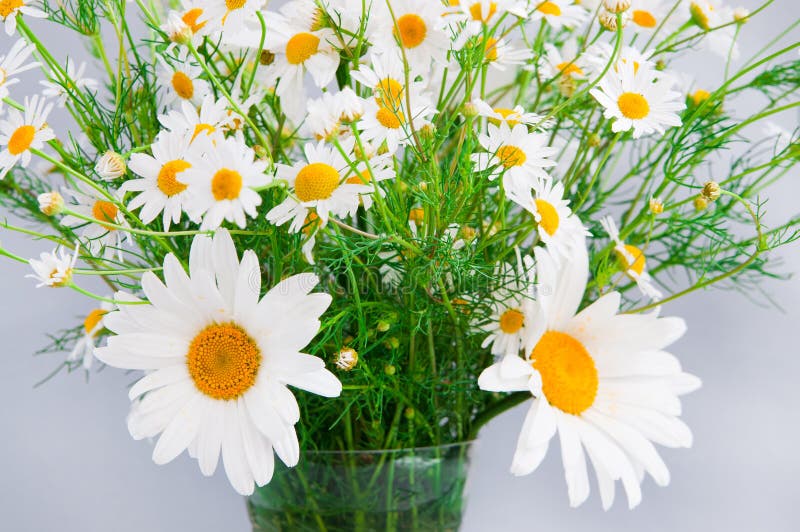 White daisies stock image. Image of arrangement, macro 31877093