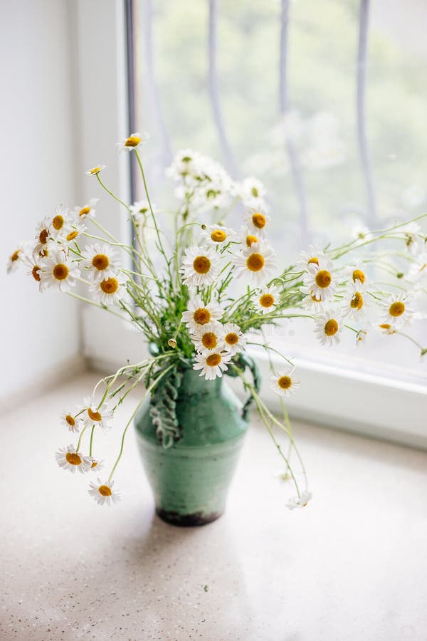 White daisies in a vase. stock image. Image of chrysanthemum 119825507