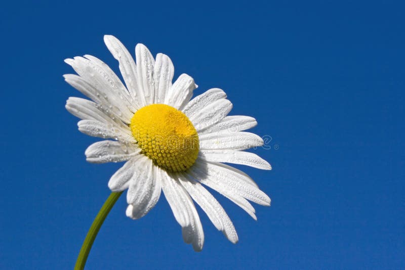 White Daisy