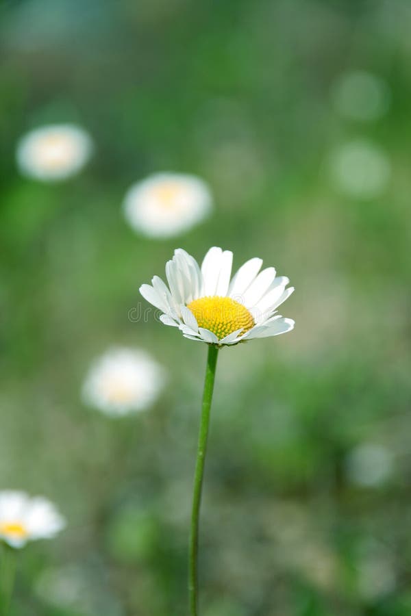 White daisy