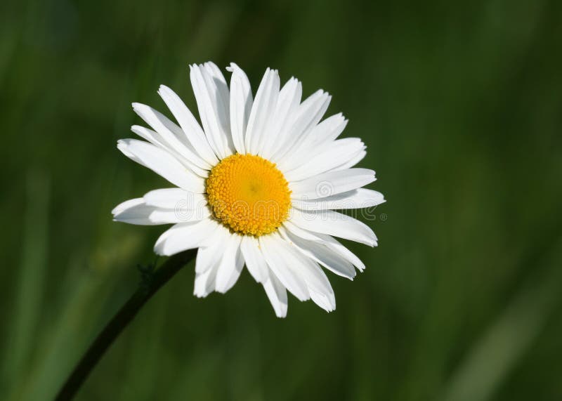 White daisy