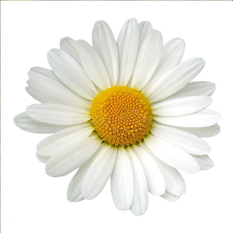 40 Free Daisies Wallpaper Images & Backgrounds, Royalty Free Pictures