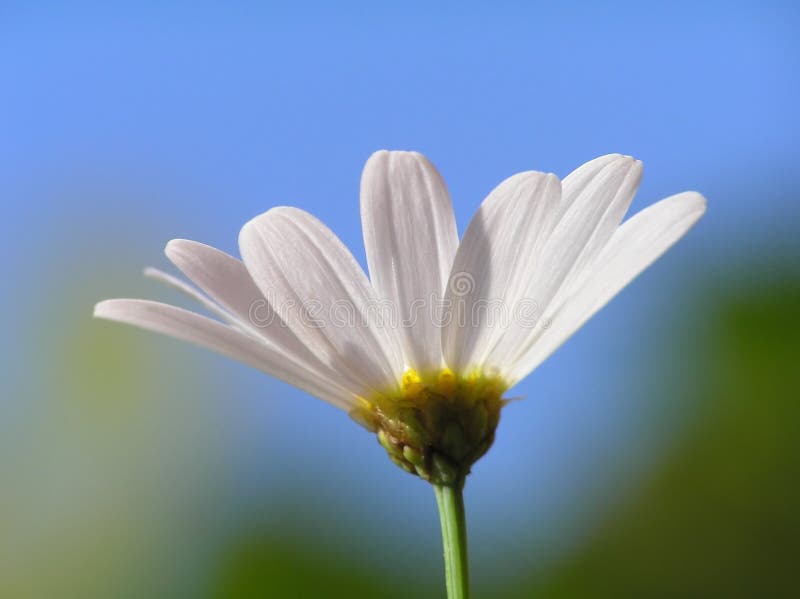 White daisy against clear blue sky