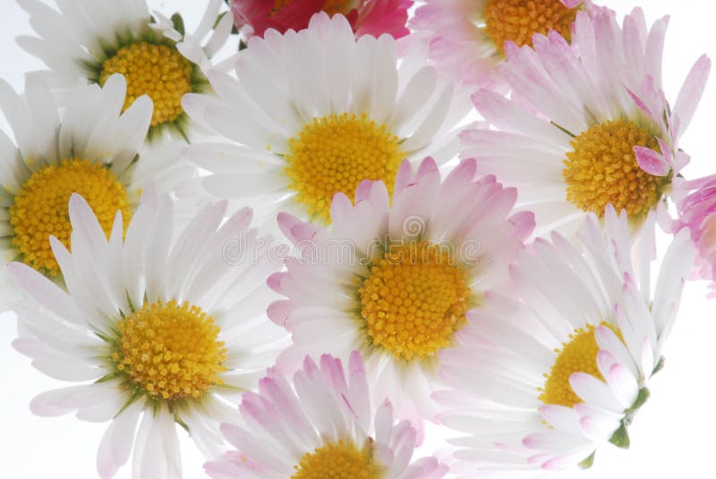 White daisy bouquet stock image. Image of blossoming, collection 5309599