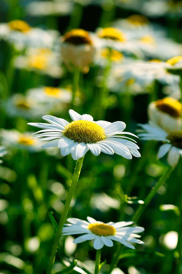 White daisy field