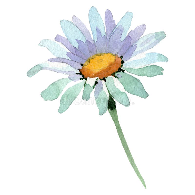 White daisy floral botanical flower. Watercolor background illustration set. Isolated daisy illustration element. stock photos White daisy floral botanical flower. Watercolor background illustration set. Isolated daisy illustration element. stock photos