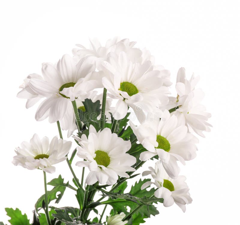 White daisy flower bouquet stock image. Image of beauty 180052433